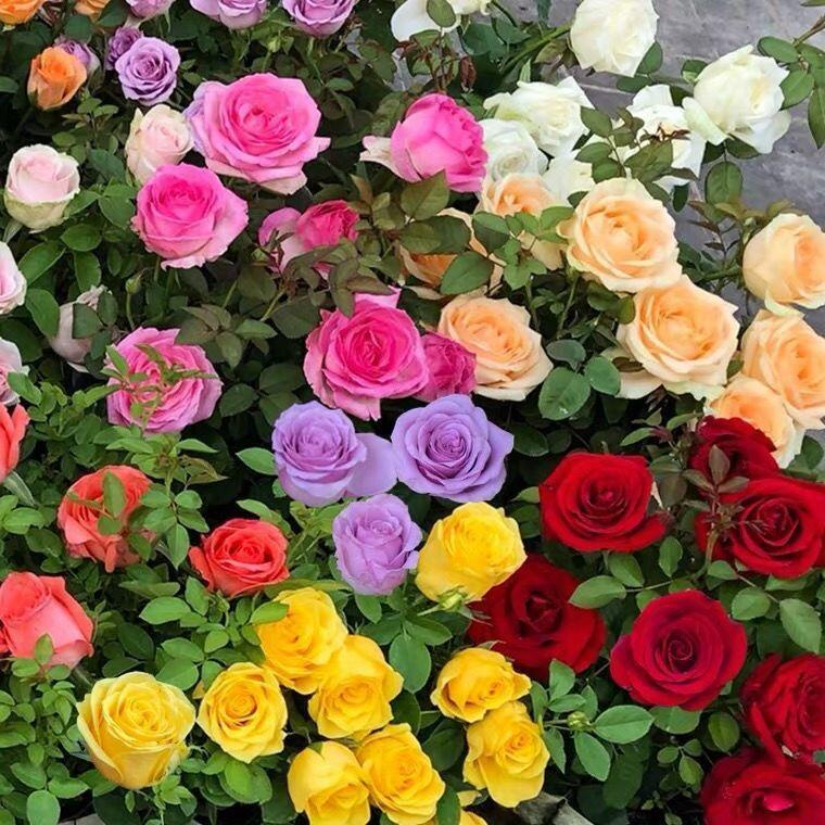 🔥GORĄCA WYPRZEDAŻ - 50% TANIEJ🔥Nasiona róż w różnych kolorach💐