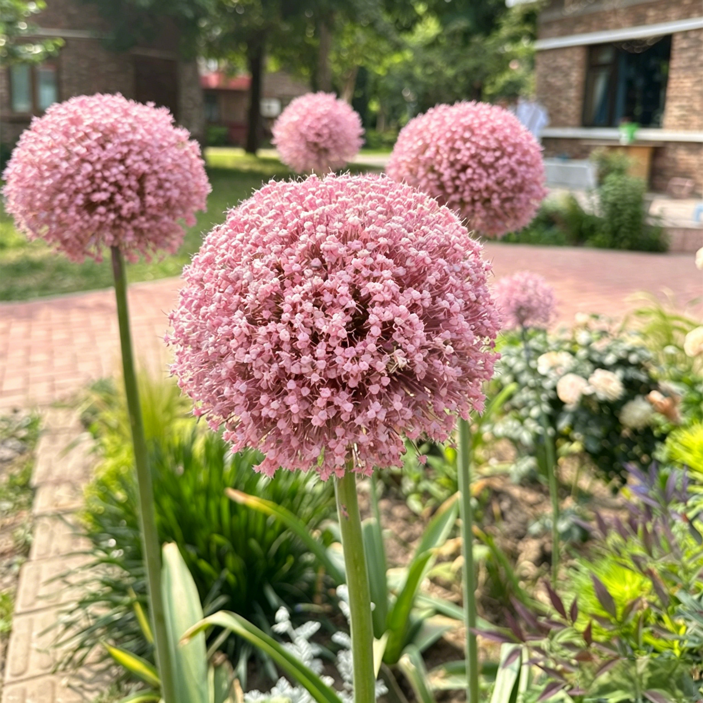 Allium Giganteum Ozdobny kwiat cebulowy