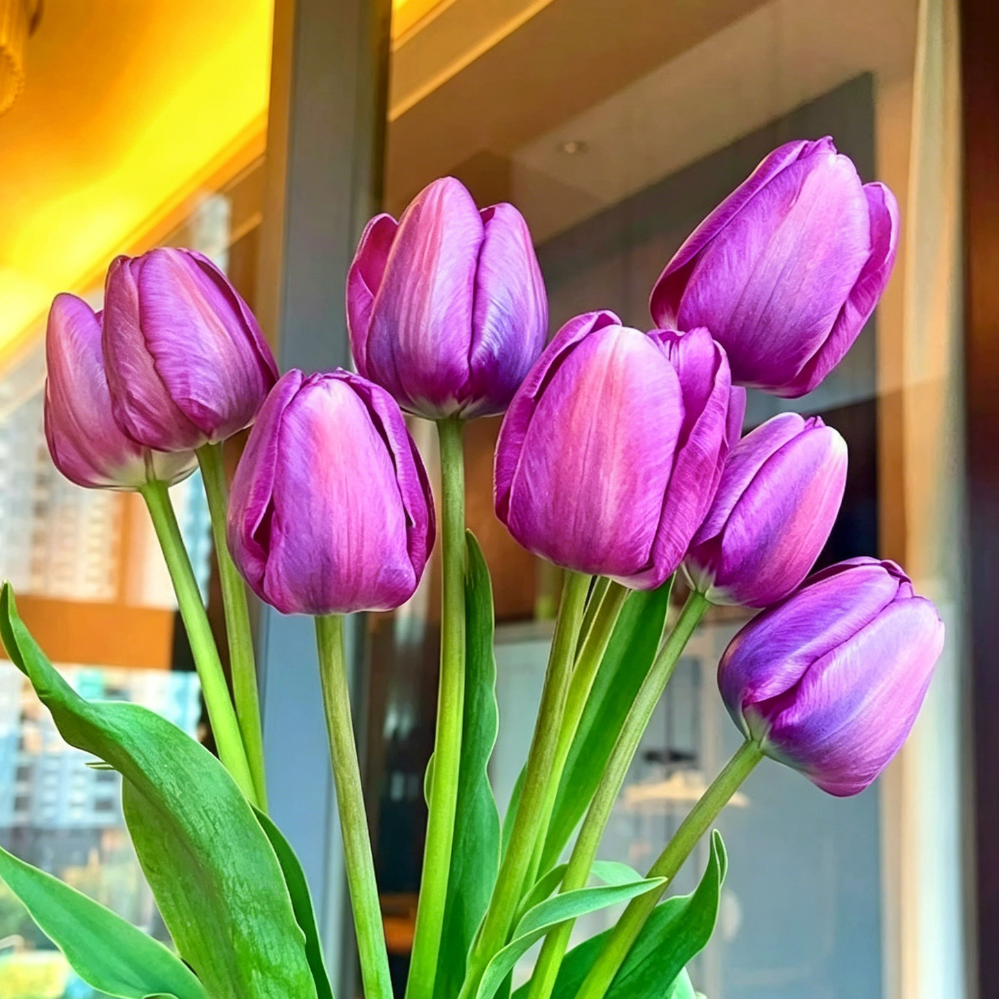 🌷Rzadkie nasiona tulipanów – kolorowe wiosenne kwiaty do doniczek, rabat i ogrodów