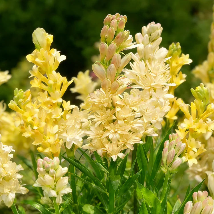 🌺Podwójne perfumowane cebulki tuberozy – Moon Garden Flower