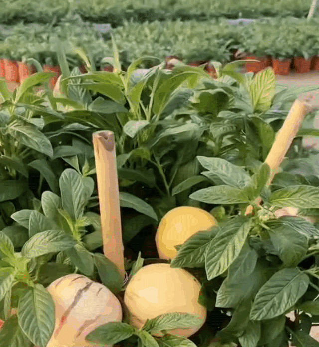 Μειωτικός ζάχαρης και πίεσης γάλακτος αρωματικός κίτρινος καρπός μπονσάι τζίνσενγκ-GR