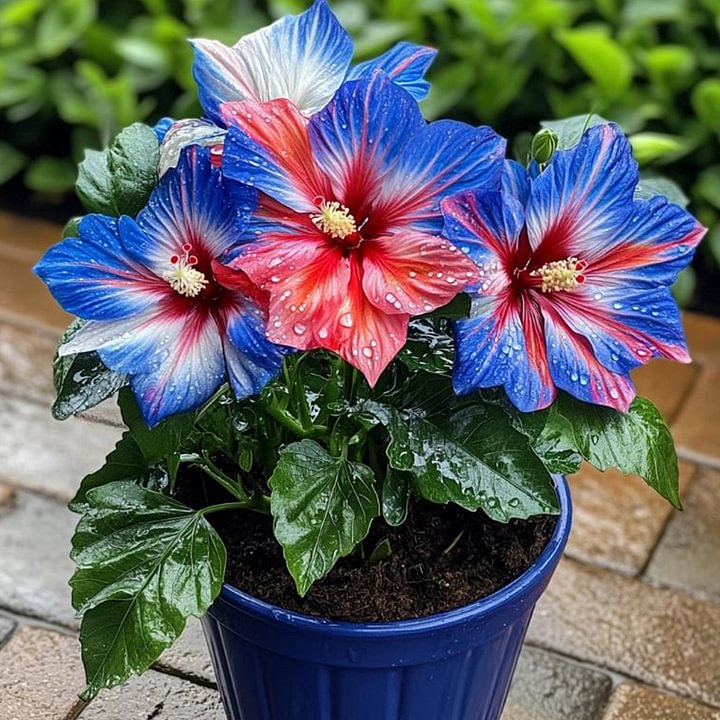 🔥 GORĄCA WYPRZEDAŻ - 50% TANIEJ 🔥🌸 Nasiona podwójnego hibiskusa – łatwe w uprawie 🌸