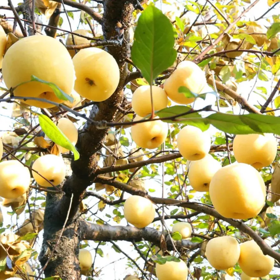 Σπόροι χρυσού μήλου, ποσοστό επιβίωσης 90% - LT 
