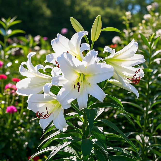 🌺Αρωματωμένοι βολβοί κρίνων – φρέσκοι και γλυκοί-GR