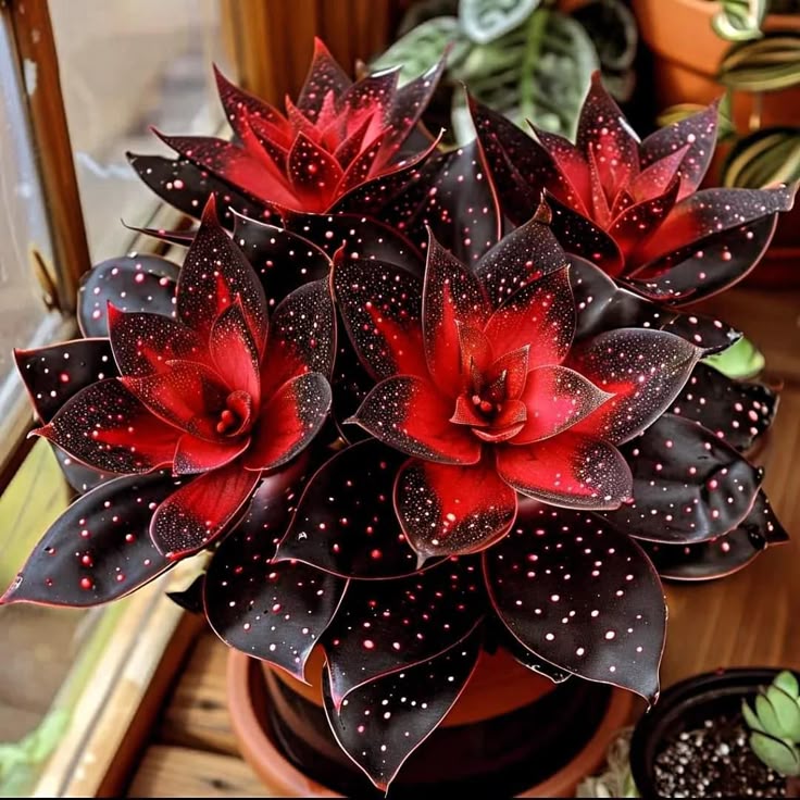 🌟Night Blue Hosta – μια υπέροχη προσθήκη στο σπίτι σας! 🌟-GR