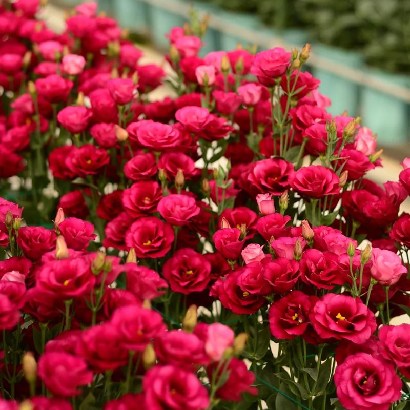 🔥Τελευταία μέρα πώλησης💝Eustoma Thornless Rose💐Σπόροι Lisianthus-GR