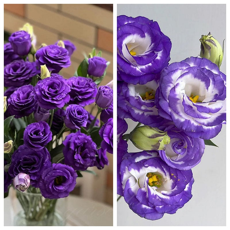 🔥Posledný deň predaja💝Eustoma beztŕňová ruža💐Semená Lisianthus-SK