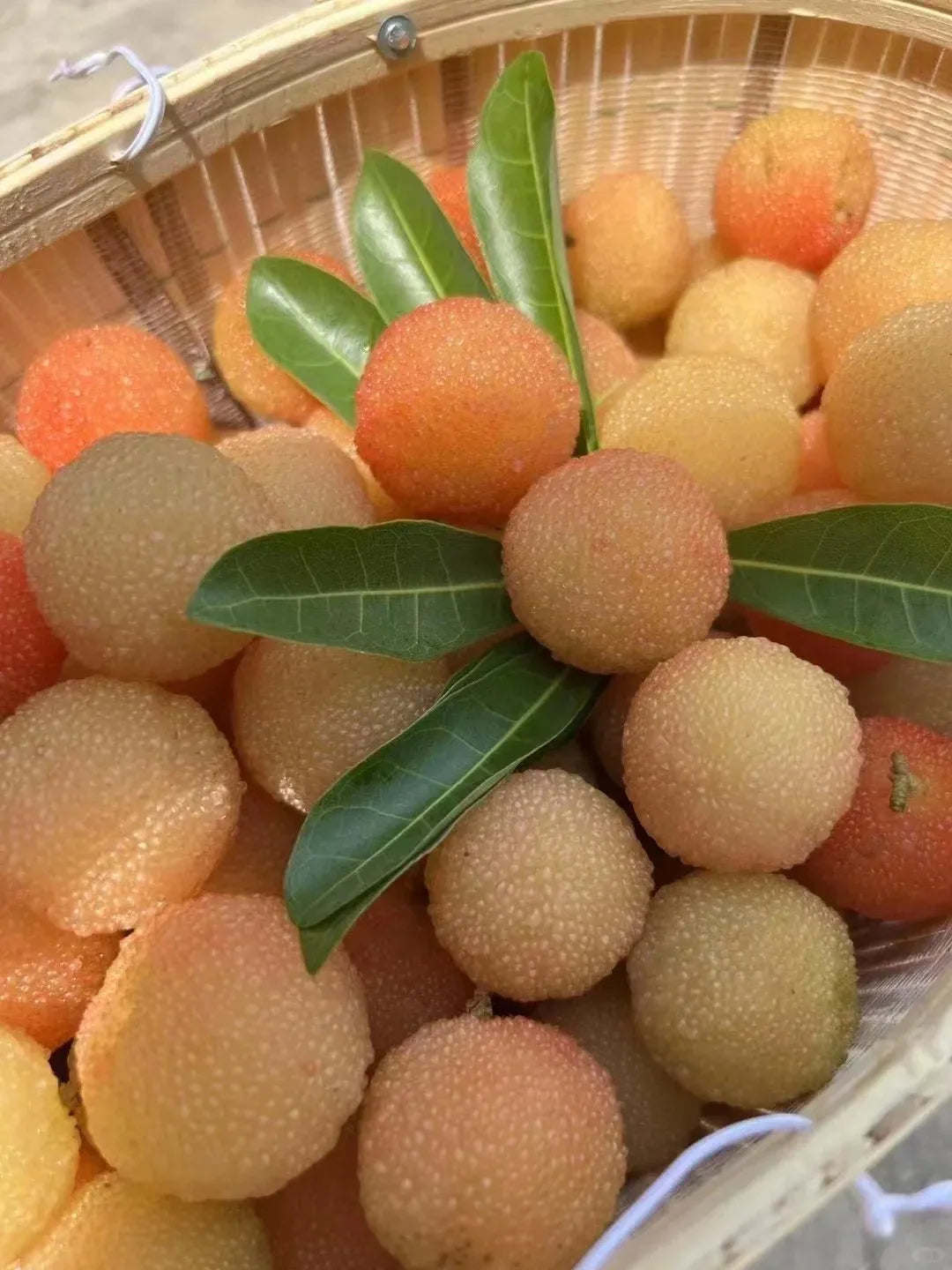 Velikanska jagoda Bayberry: Velikost žogice za namizni tenis, ⭐ Okus kombinacije jagode in češnje-SI