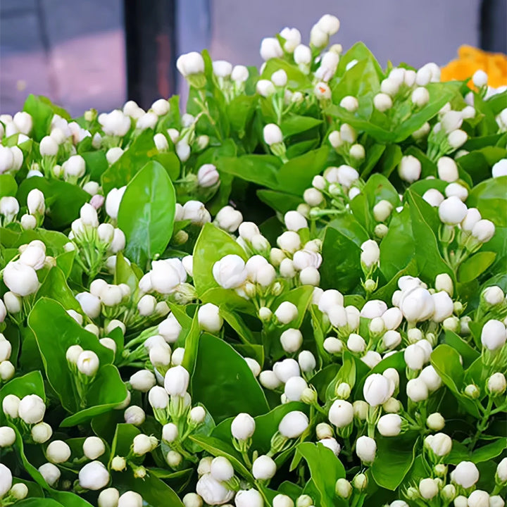 OSTATNI DZIEŃ PROMOCJI - 35% ZNIŻKI 🌸 Roślina doniczkowa Jaśmin (🌱Gwarancja przetrwania: Darmowa wymiana🌿)