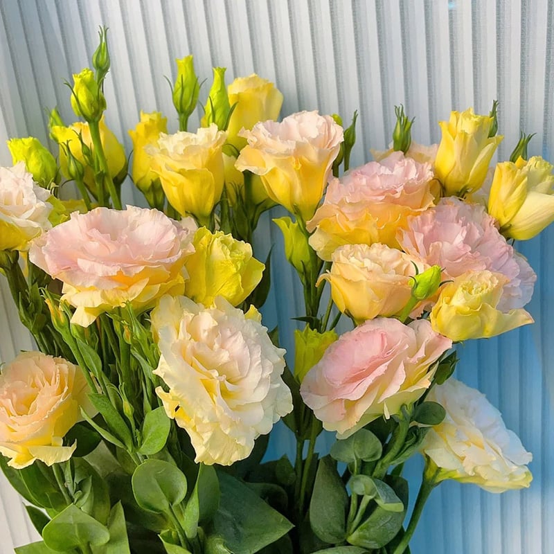 🔥Paskutinė išpardavimo diena💝Eustoma bespygliuočių rožė💐Lisianthus sėklos-LT