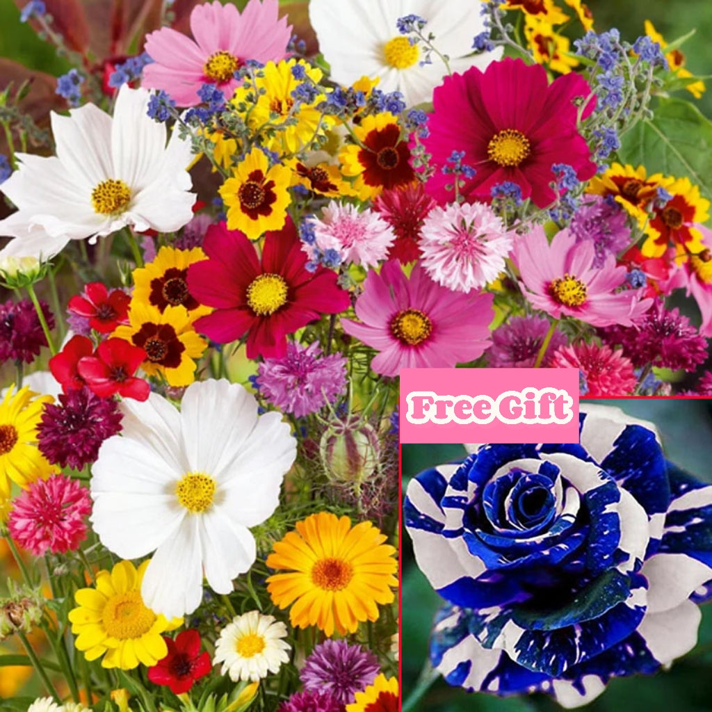 🔥Paskutinė išpardavimo diena💐Mišrių daugiamečių gėlių sėklos - daugiau nei 60 mišrių veislių-LT