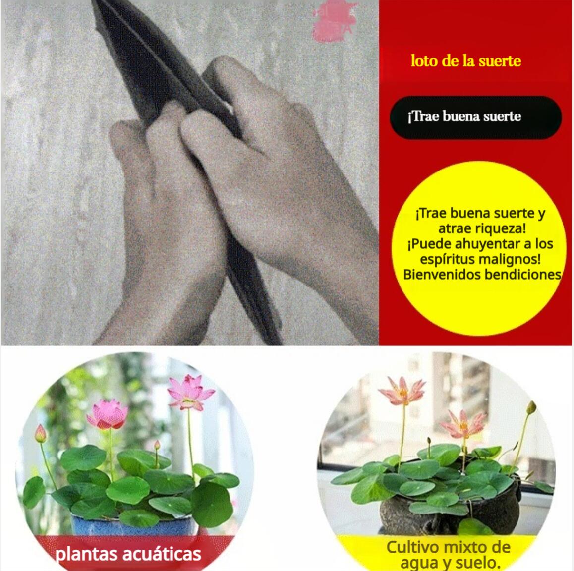 [Llevar riqueza] Semillas de loto acuático διακοσμητικό-ES 