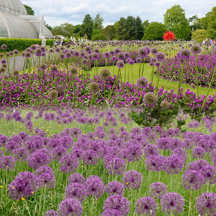 Allium Giganteum Ozdobny kwiat cebulowy