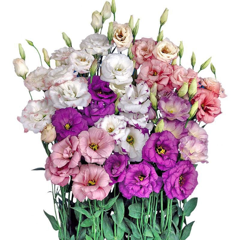 🔥Paskutinė išpardavimo diena💝Eustoma bespygliuočių rožė💐Lisianthus sėklos-LT