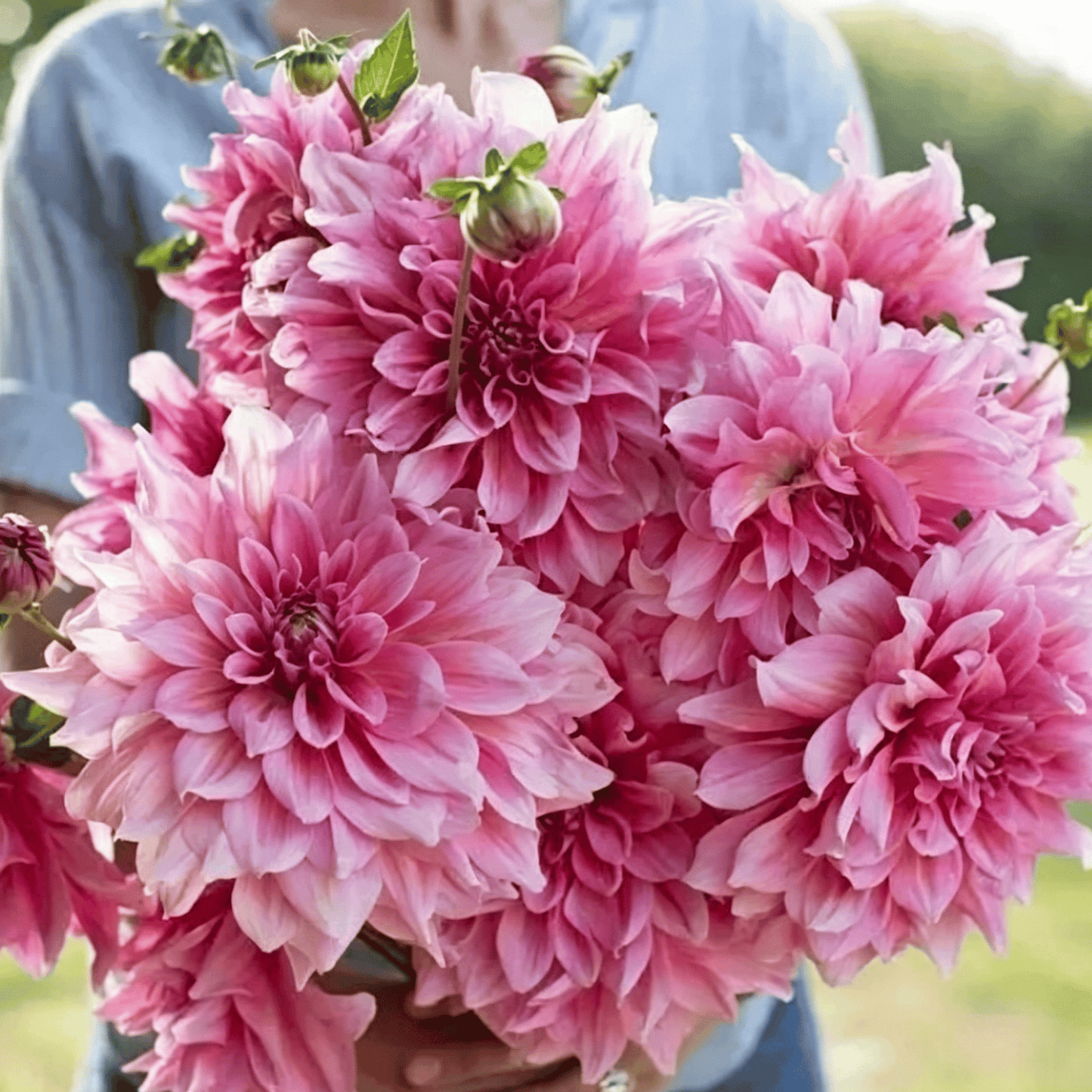 Nasiona dalii Garden Showstopper – duże, kolorowe kwiaty, które skradły show
