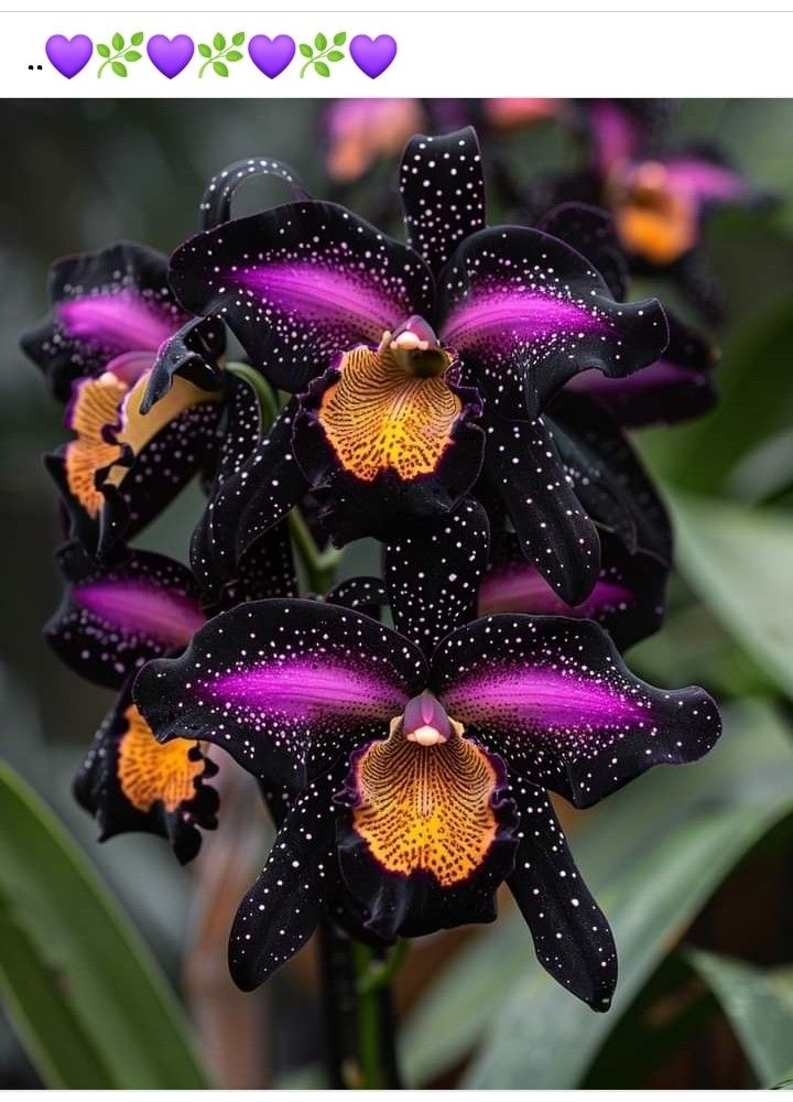 Σπόροι Ίριδας Πεταλούδας-GR