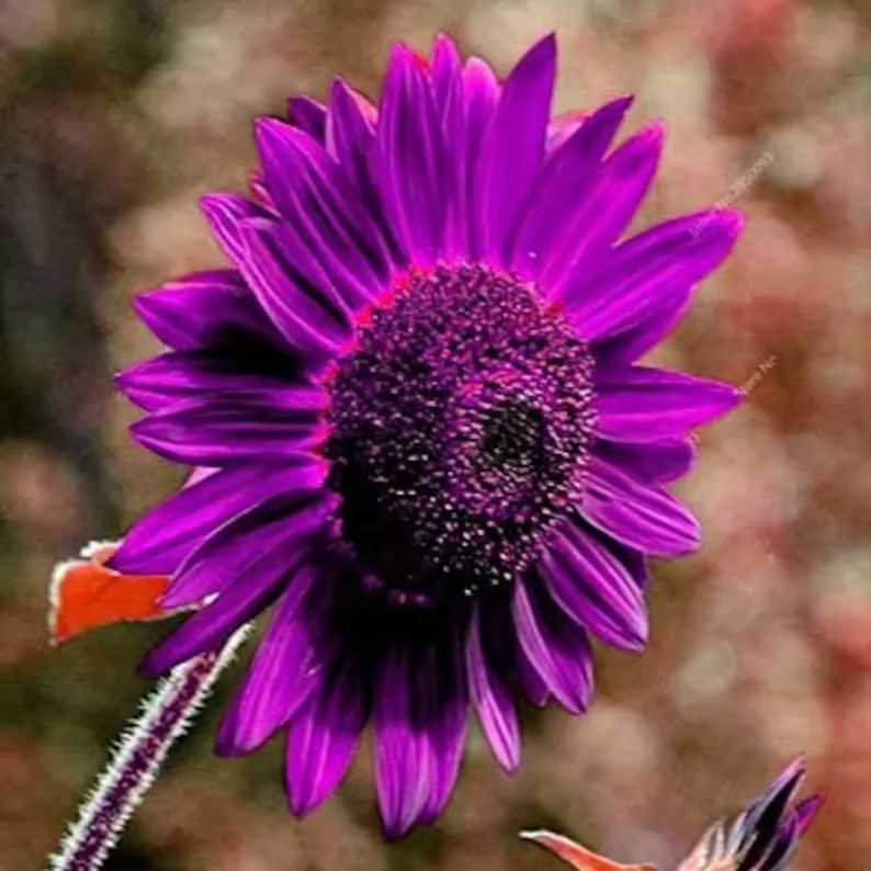Ostatnie 8000 nasion💜 Nasiona słonecznika Midnight Sun Giant 🌻 Rzadka odmiana, która osiąga wysokość ponad 2,4 m