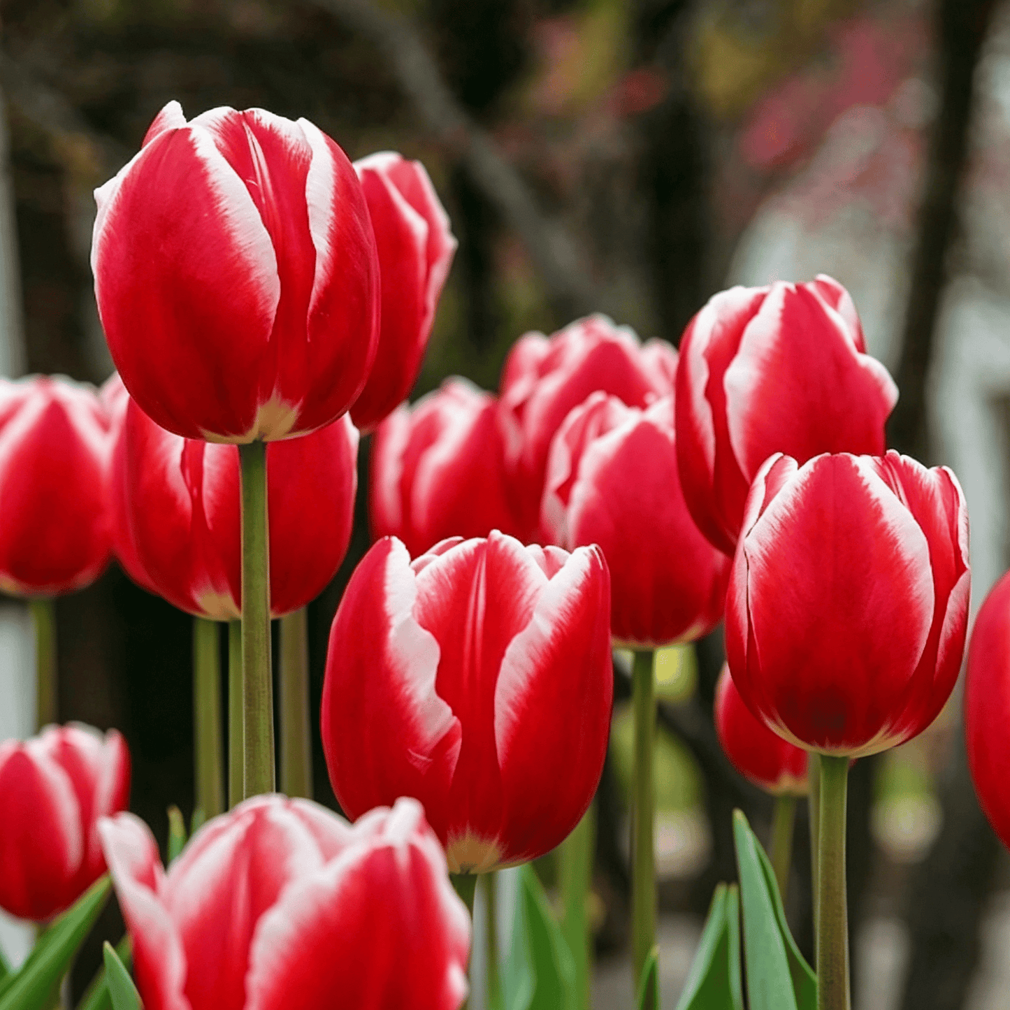 🌷Rzadkie nasiona tulipanów – kolorowe wiosenne kwiaty do doniczek, rabat i ogrodów