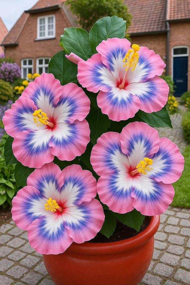 Rzadkie cebule hibiskusa – doniczkowe, balkonowe, zimowe sadzenie