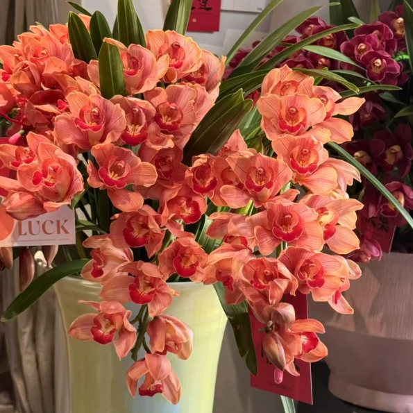 👑 Królowa Orchidei – Długowieczne Cebule Cymbidium