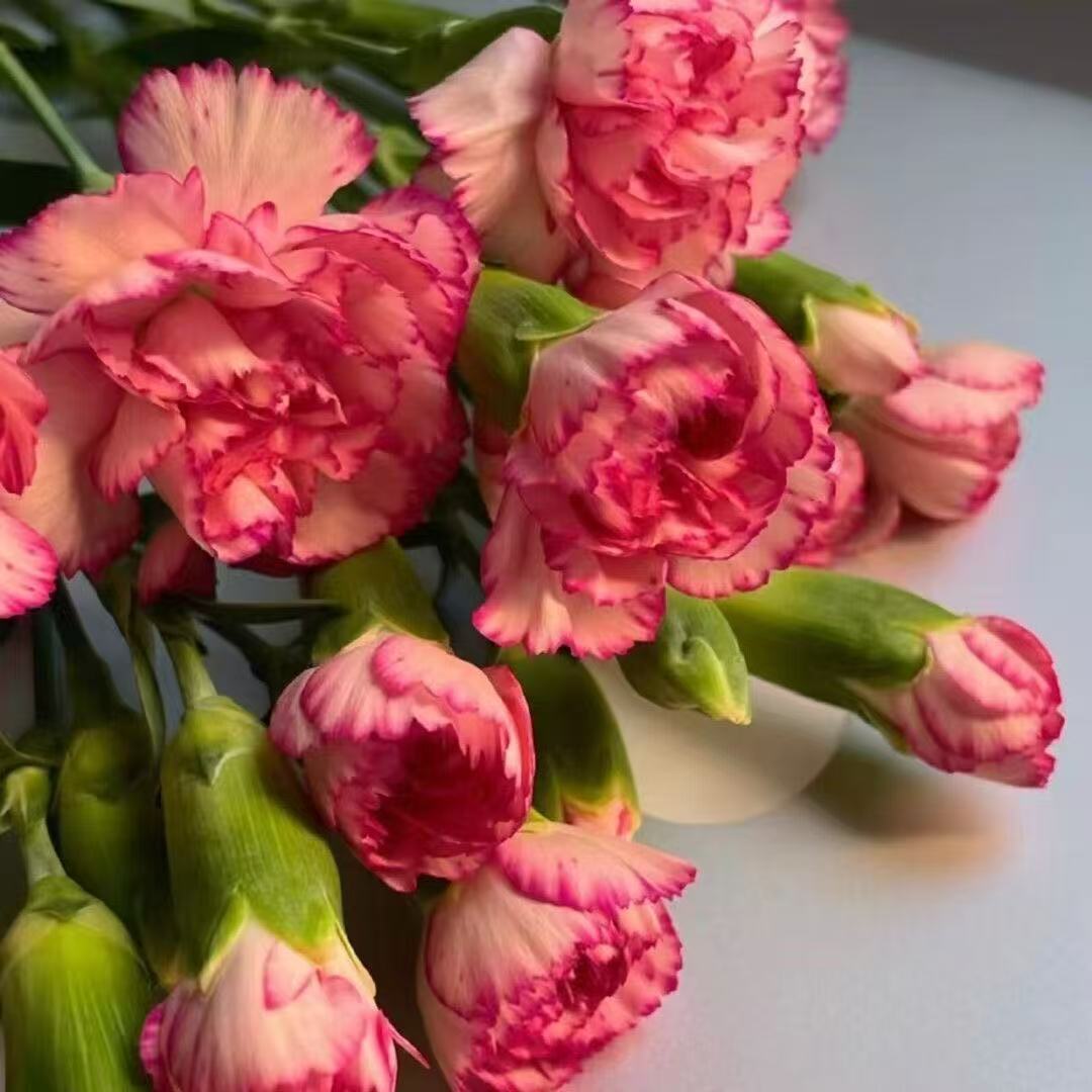 Zapachowy urok ogrodu – uprawiaj klasyczne goździki, które zachwycają o każdej porze roku🌺