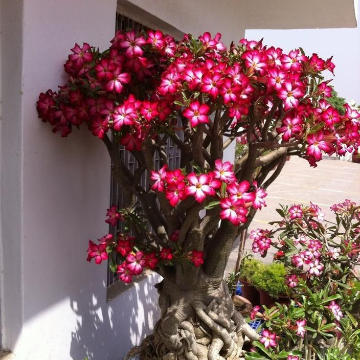 🎁Cebule róży pustynnej🌵Bardzo łatwa pielęgnacja! 🌸Cebule Adenium Obesum