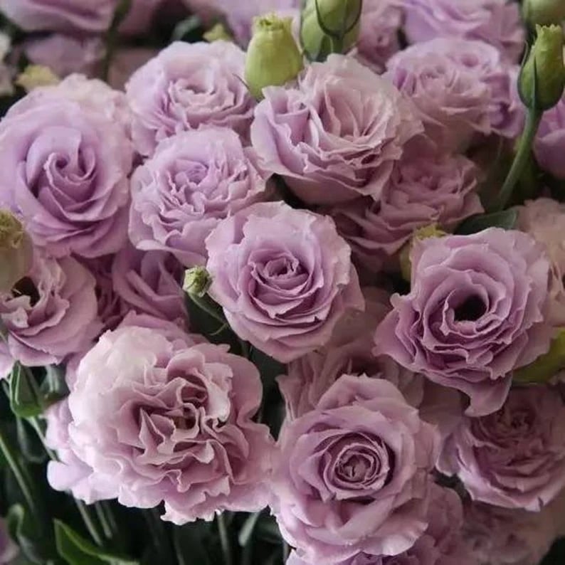 🔥Ostatni dzień wyprzedaży💝Eustoma Thornless Rose💐Lisianthus Seeds