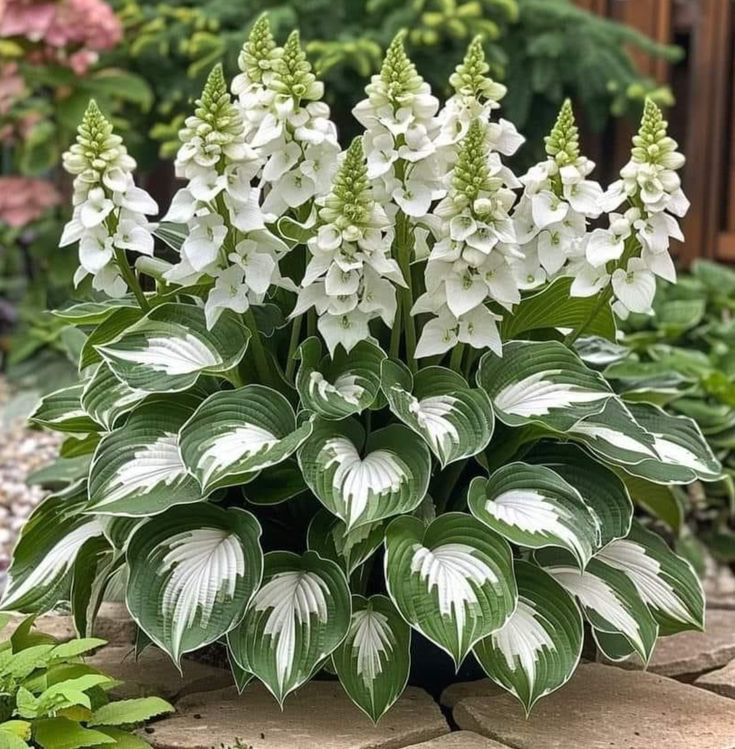 Hardy Beauty: Hosta cveti, odporni na senco in mraz-SI