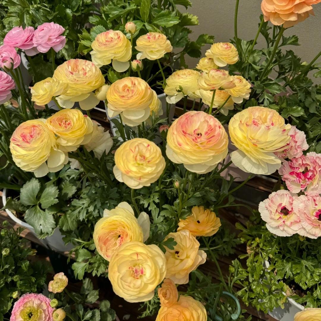 Cebulki kwiatów jaskra – delikatne, eleganckie, niezapomniane 🌸