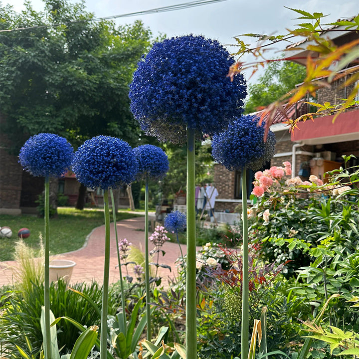Allium Giganteum Ozdobny kwiat cebulowy