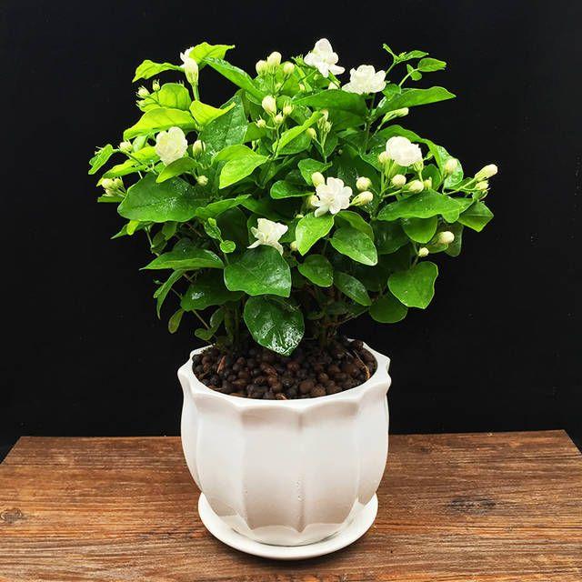 OSTATNI DZIEŃ PROMOCJI - 35% ZNIŻKI 🌸 Roślina doniczkowa Jaśmin (🌱Gwarancja przetrwania: Darmowa wymiana🌿)