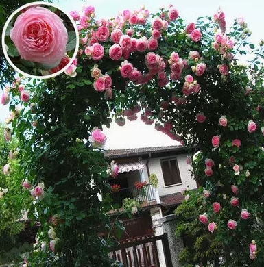Nasiona róży pnącej🌹