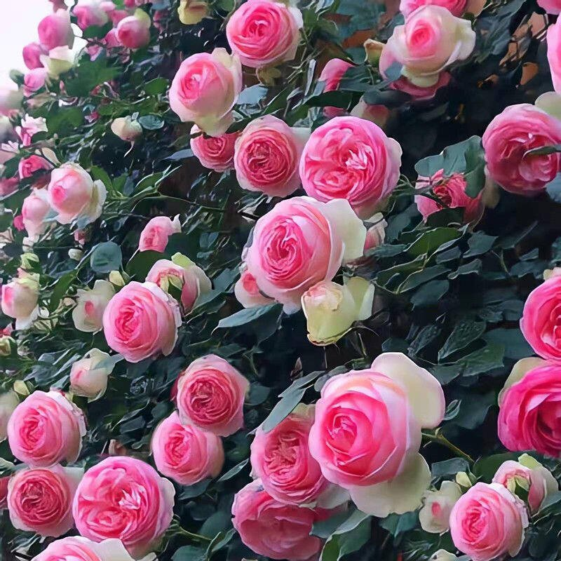 Nasiona róży pnącej🌹