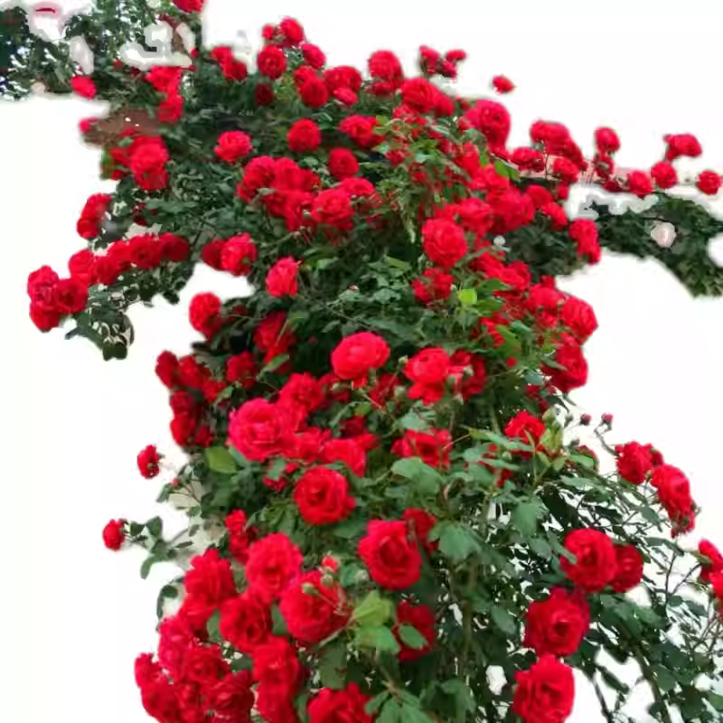 Nasiona róży pnącej🌹
