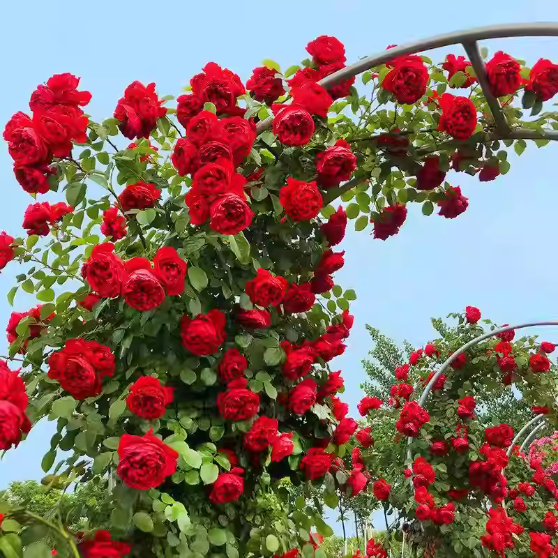 Nasiona róży pnącej🌹