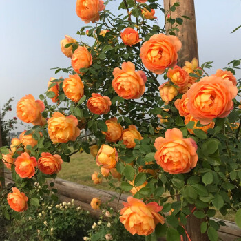 Nasiona róży pnącej🌹
