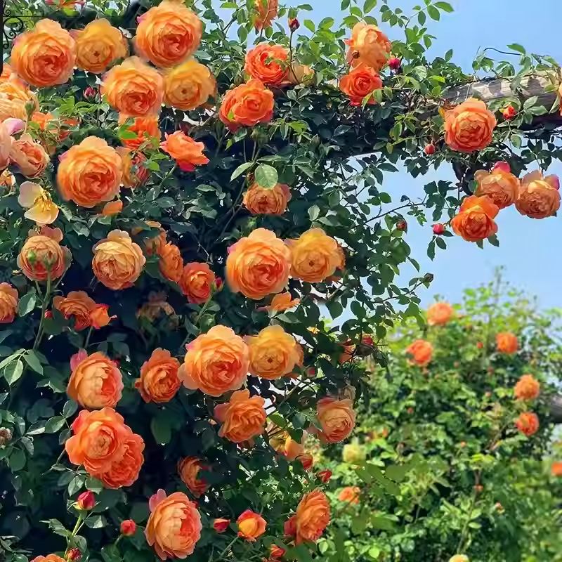 Nasiona róży pnącej🌹