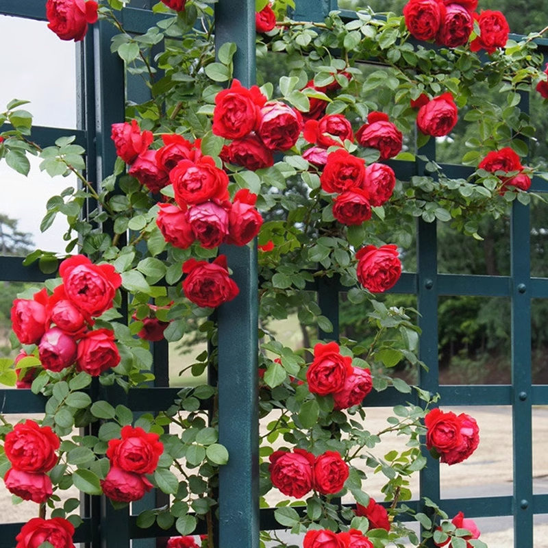 Nasiona róży pnącej🌹