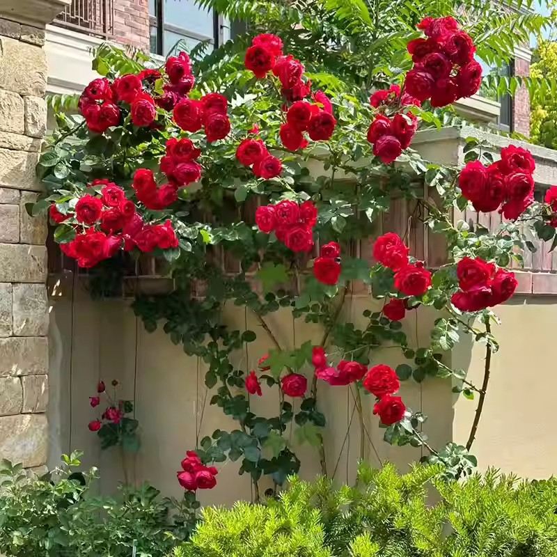Nasiona róży pnącej🌹