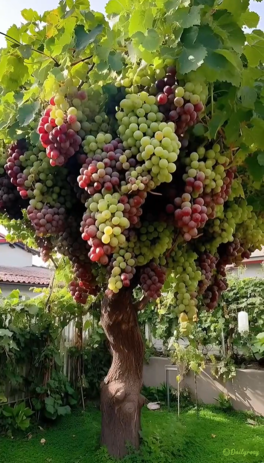 Milžiniškos vynuogių sėklos: plonaodės, didelės ir be sėklų 🍇🌿-LT