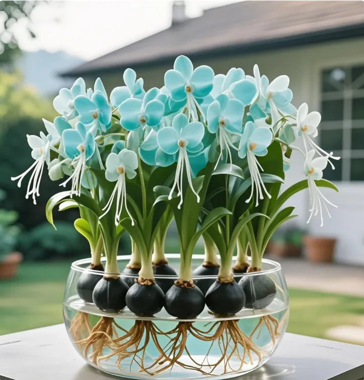 Βολβοί λουλουδιών Phalaenopsis φανάρι-GR