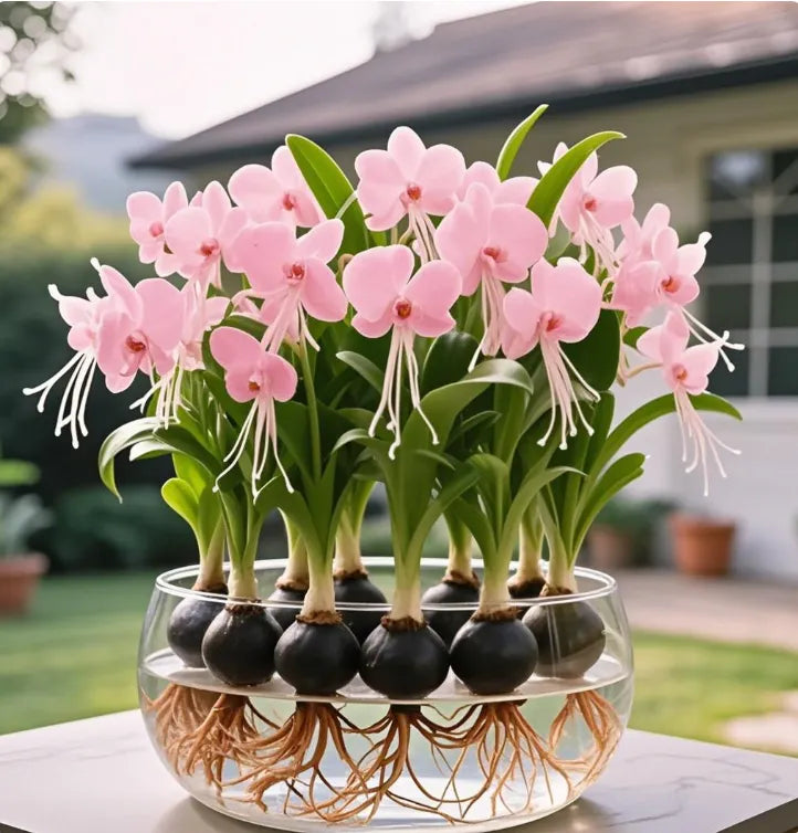 Βολβοί λουλουδιών Phalaenopsis φανάρι-GR