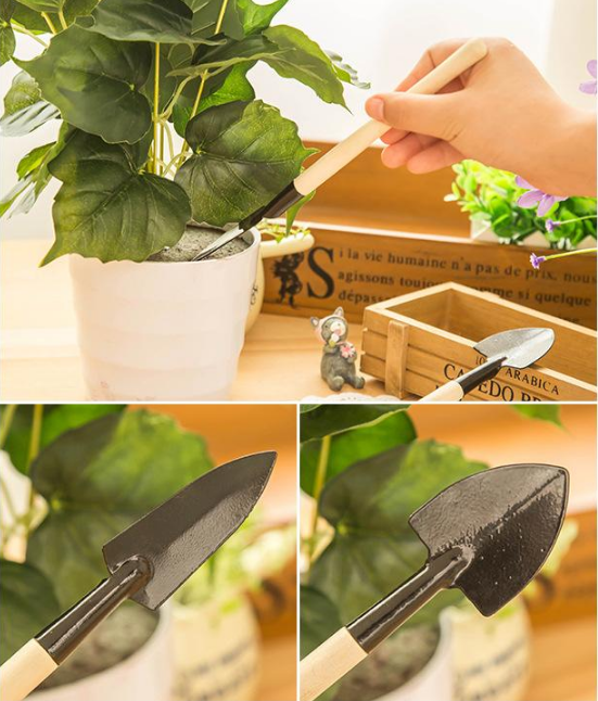 Phalaenopsis žibintų gėlių svogūnėliai-LT