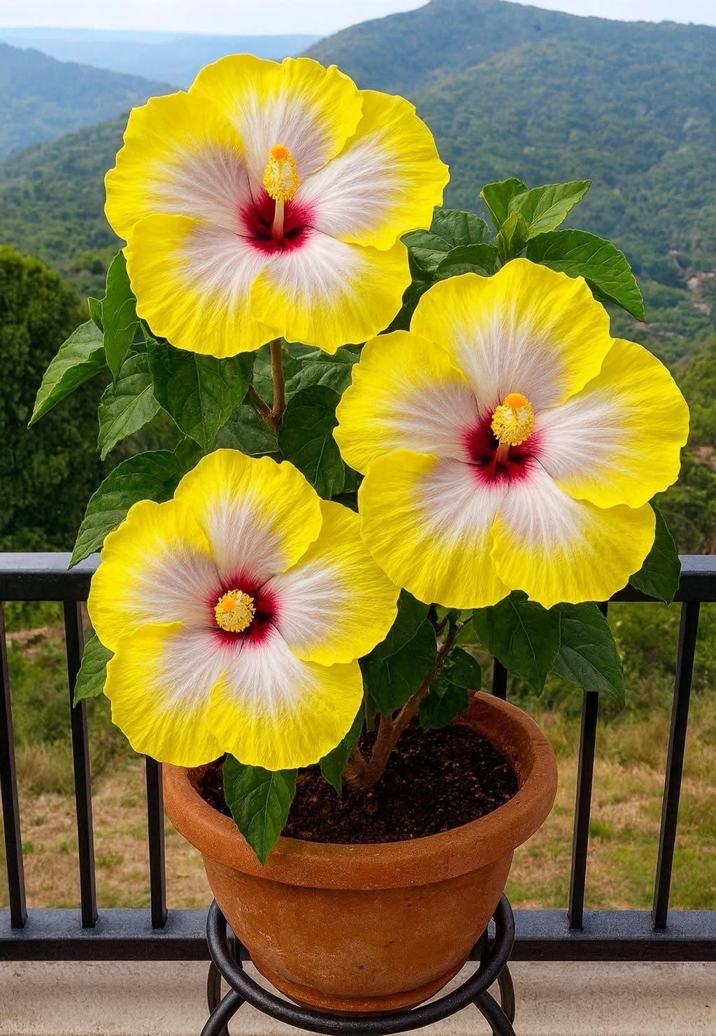 Rzadkie cebule hibiskusa – doniczkowe, balkonowe, zimowe sadzenie
