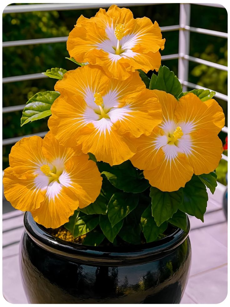 Rzadkie cebule hibiskusa – doniczkowe, balkonowe, zimowe sadzenie