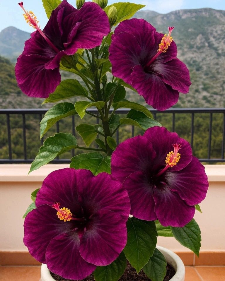 Rzadkie cebule hibiskusa – doniczkowe, balkonowe, zimowe sadzenie