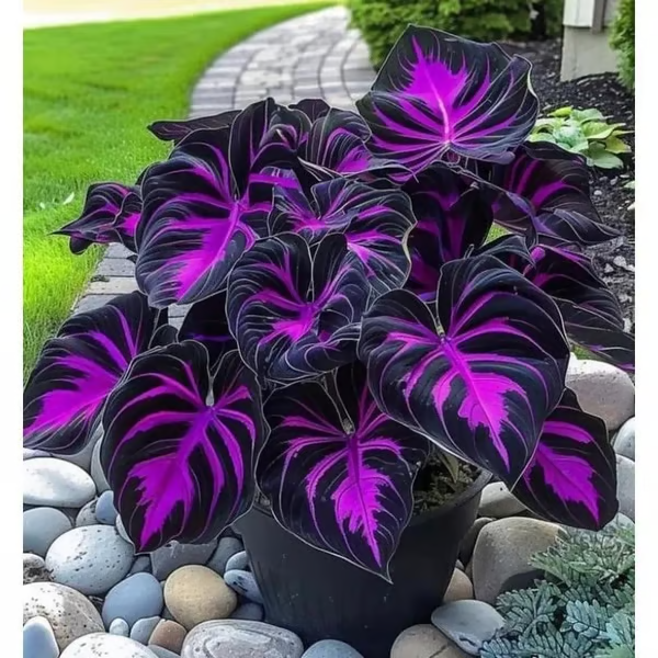 🔥Ostatni dzień wyprzedaży🔥Nasiona rzadkiej funkii premium🌿Roślina odporna na cień