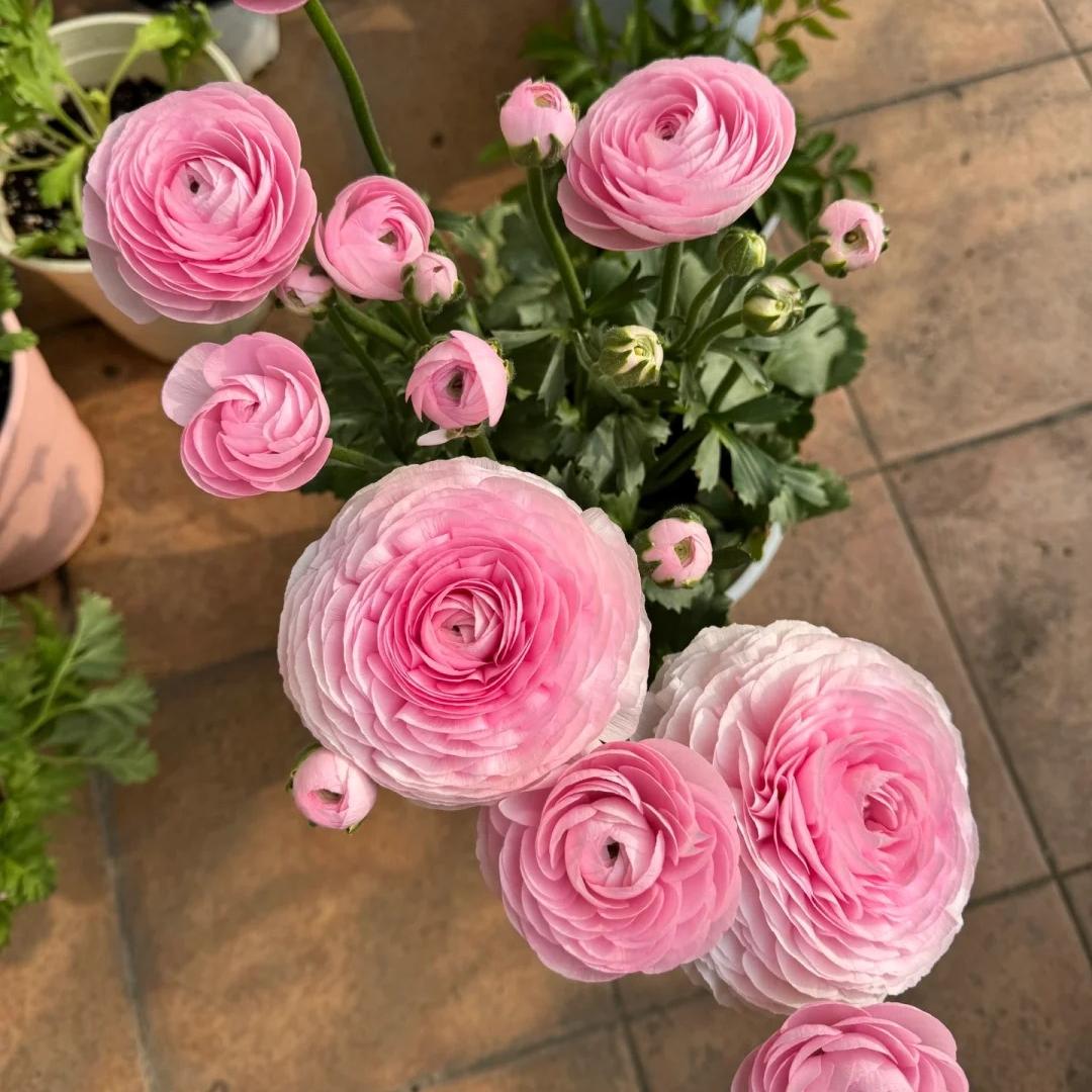 Cebulki kwiatów jaskra – delikatne, eleganckie, niezapomniane 🌸