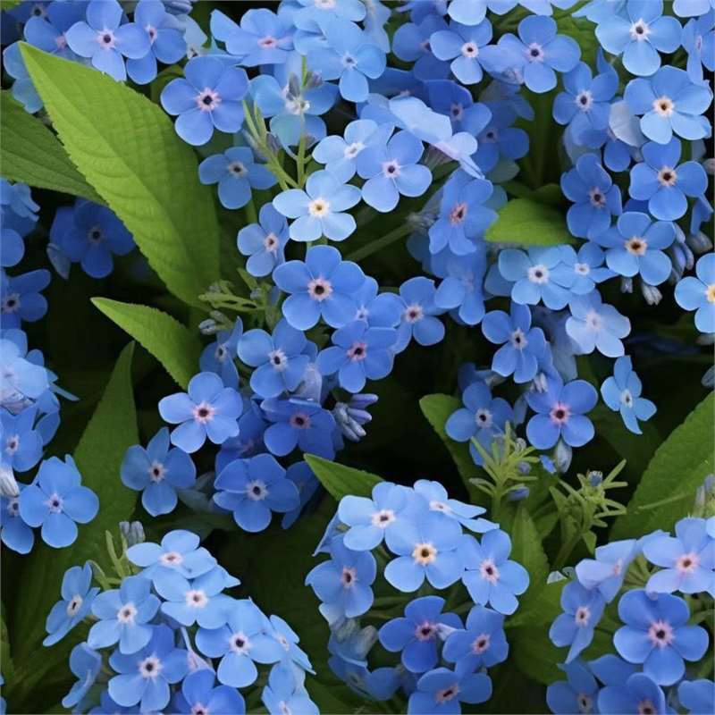 Nasiona niezapominajki Blue Memory – kwiaty do ogrodu wiejskiego o sprawdzonej jakości 🌿💙