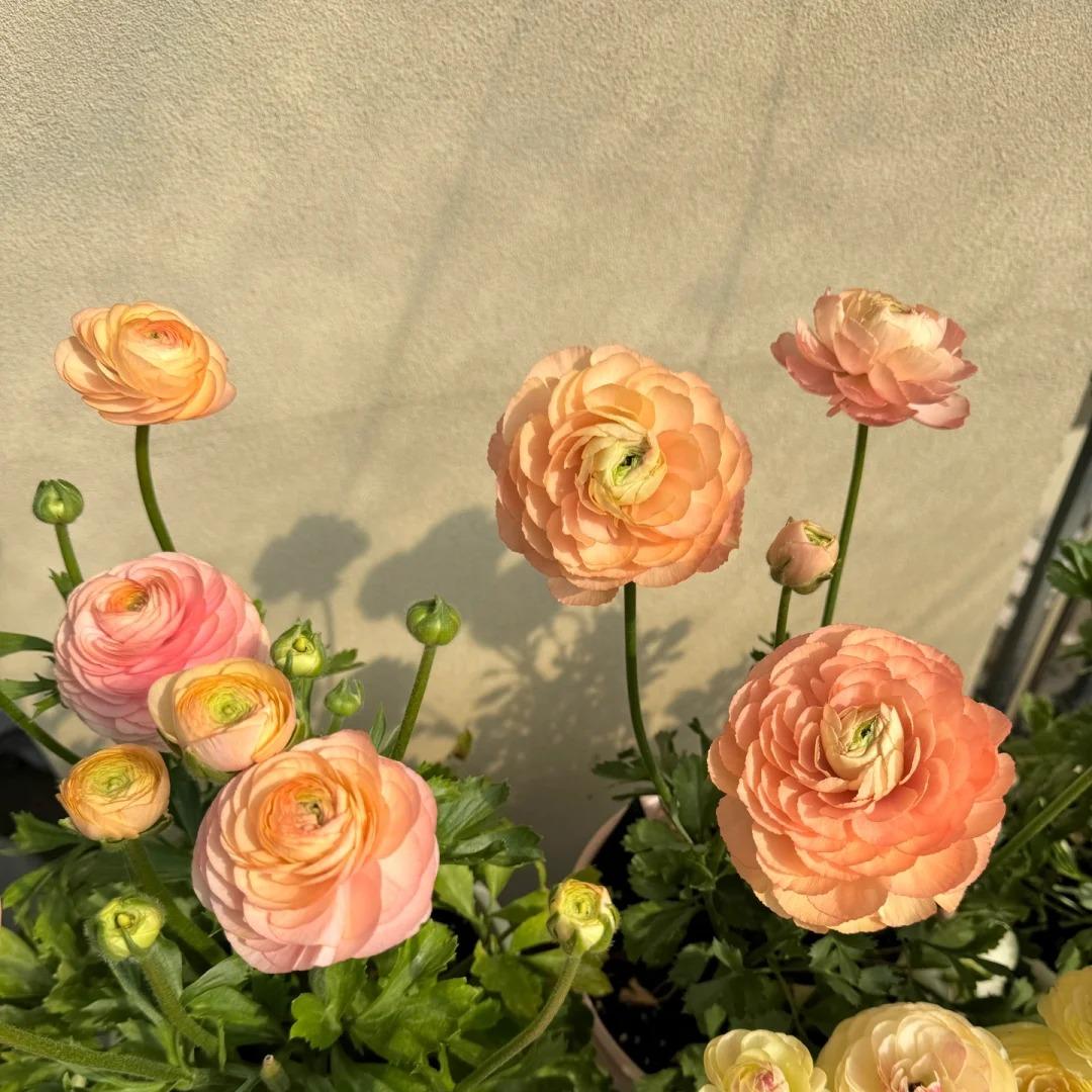 Cebulki kwiatów jaskra – delikatne, eleganckie, niezapomniane 🌸